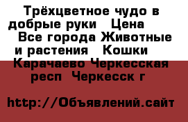 Трёхцветное чудо в добрые руки › Цена ­ 100 - Все города Животные и растения » Кошки   . Карачаево-Черкесская респ.,Черкесск г.